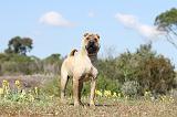 SHAR-PEI 184